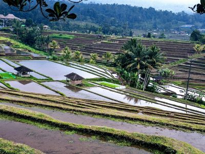 deborahkbates-rice-terrace-2633612_1920