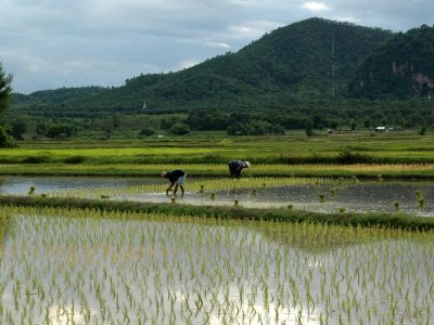 expatsiam-rice-transplanting-983760_1920