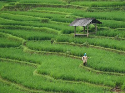 ignartonosbg-rice-field-7890204_1920