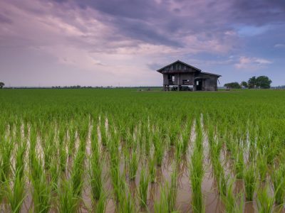 pexels-rice-field-1866498_1920