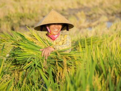 truongdinhanh-rice-9829225_1920 - Copy