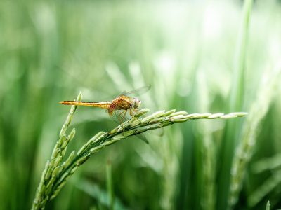 tuan86-dragonfly-2551460_1920