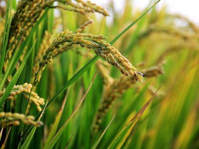 zcf428526-in-rice-field-2679153_1920